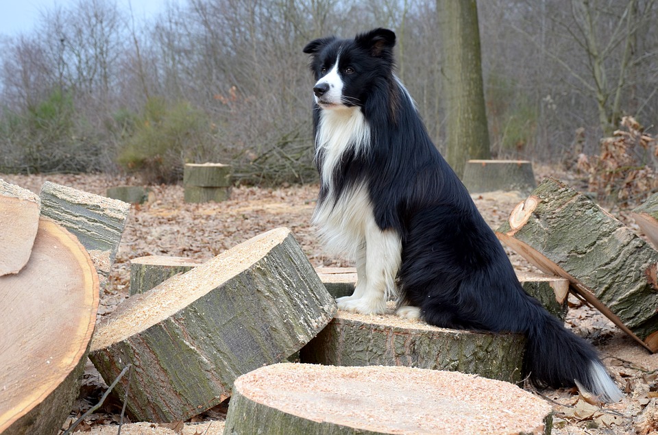 Dog sitting on wood
