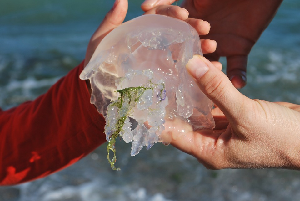 People playing a jellyfish