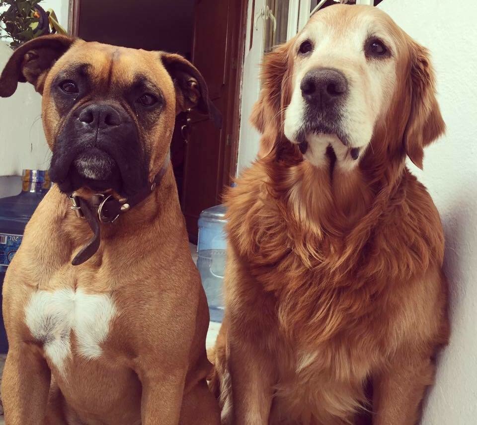 Golden Retriever dog and  boxer dog